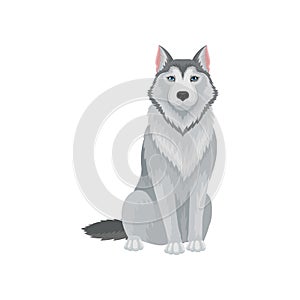 Portrait of sitting Siberian husky, front view. Lovely dog with gray coat and blue shiny eyes. Flat vector for pet food