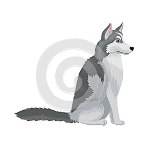 Portrait of sitting Siberian husky, side view. Dog with gray coat. Domestic animal. Flat vector for advertising poster