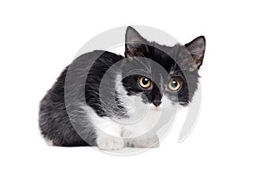 portrait of a sitting small black and white kitten