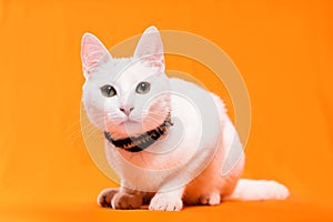 portrait of sitting young white cat looking at camera on orange background photo