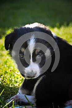 Portrait of six week old puppy of border collie.