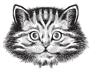 Portrait sketch of a cute fluffy cat
