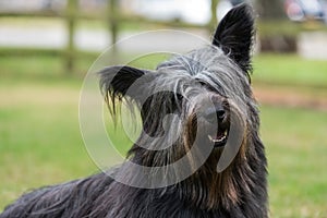 Portrait of Skye Terrier