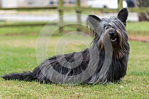 Portrait of Skye Terrier