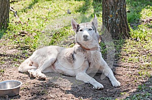 Portrait of a sleddog before the race