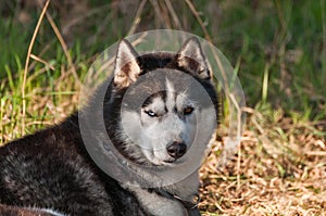 Portrait of a sleddog before the race