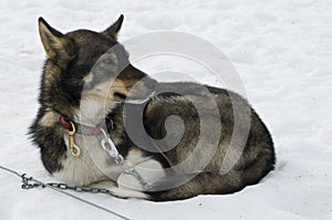 Portrait of sledge dog