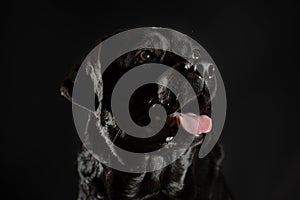 portrait of a black labrador on a black background in a low key