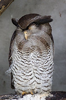Portrait of sleeping barred eagle-owl, also called the Malay eagle-owl with large beautiful brown eyes and feathers