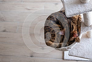 Portrait of a sleeping bengal cat