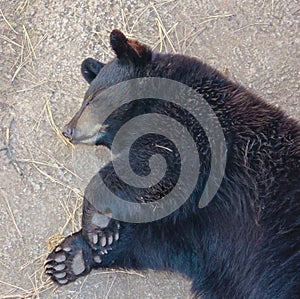 A Portrait of a Sleeping Black Bear Cub