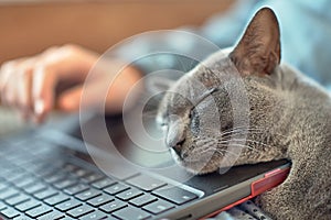 Portrait of a sleeping cat on a laptop