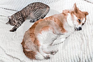 Portrait of a sleeping dog and a cat together on the bed close-up