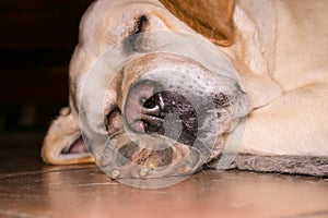 Portrait of a sleeping dog. A golden labrador is sleeping