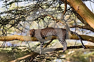 Portrait of a sleeping leopard. Nakuru, Kenya