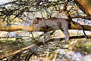 Portrait of a sleeping leopard on a tree. Nakuru