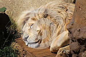 Portrait of sleeping lion