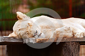 Portrait of a sleeping lion