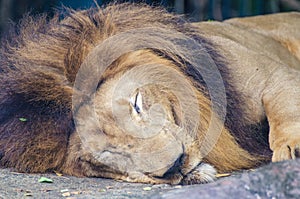 Portrait of sleeping lion