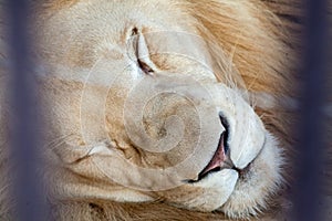 Portrait of sleeping lion in cage of zoo.