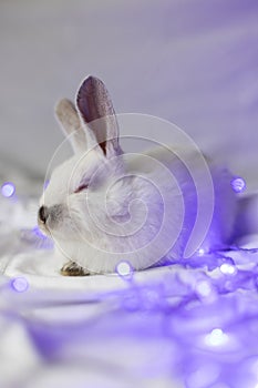 Portrait of sleeping little white rabbit with blue Christmas lights. Closeup. Selective focus.