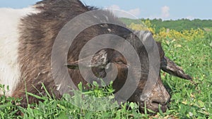 portrait of sleeping male goat at grass pasture at summer day. close up