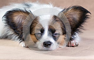 Portrait of a sleeping puppy Papillon