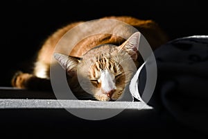 Portrait of a sleeping red cat with closed eyes against a black background