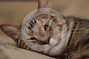 Portrait of a sleeping short-haired domestic cat close-up