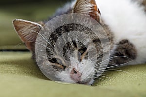 Portrait of sleepy domestic cat