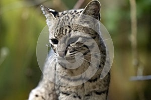 The Portrait of a sleepy Geoffroy`s cat, Oncifelis geoffroyi, sitting in a tree