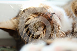 Portrait of a sleepy mackerel tabby cat at morning