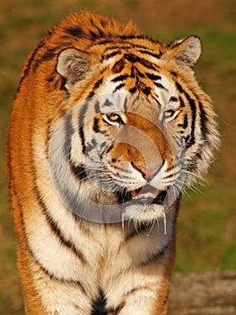 Portrait of a slobbering Siberian Tiger