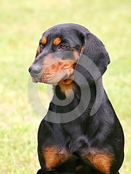 Portrait of Slovakian Hound in the garden