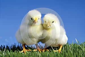 Portrait of small baby chickens on a green grass meadow, bright sunny day, on a ranch in the village, rural surroundings on