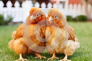 Portrait of small baby chickens on a green grass meadow, bright sunny day, on a ranch in the village, rural surroundings on