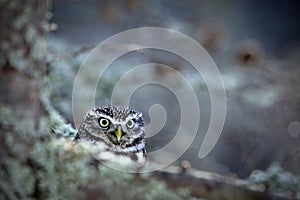 Portrait of small Boreal owl in the autumn larch forest in central Europe