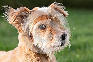 Portrait of a small brown dog with long hair. The dog is looking to the side. A green meadow in the background. The animal is