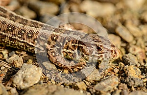Portrait of small brown lizard on gravel ground