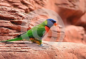 Portrait of a small colorful parrot sitting on a branch. Tropical bird, lory family. Red, blue, yellow and green colors. Close up