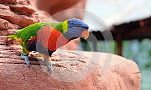 Portrait of a small colorful parrot sitting on a branch. Tropical bird, lory family. Red, blue, yellow and green colors. Close up