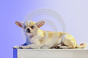 Portrait of small cute chihuahua dog lying, calmly posing isolated over purple studio background in neon light