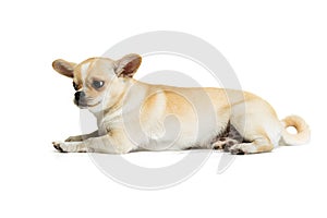 Portrait of small cute chihuahua dog lying on floor, calmly posing isolated over white studio background