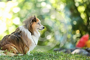 Portrait of a small cute white-red dog looking forward in a green park. Summer outdoor recreation.