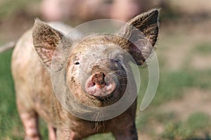 Portrait of a small dirty pig on the background of green grass. Livestock farm