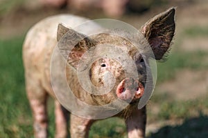 Portrait of a small dirty pig on the background of green grass. Livestock farm