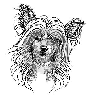 Portrait of a small dog, a Chinese crested puppy. Hand-drawn sketch with black and white pen, realistic vector