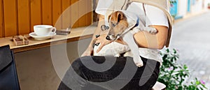 Portrait of a small dog Jack Russell Terrier, sitting on the knees of an adult female owner, while he sitting at table in cafe