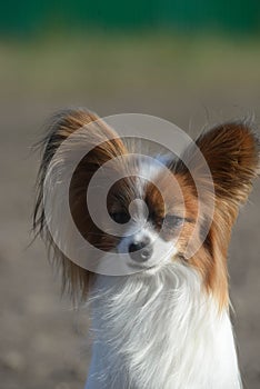 Portrait of a small dog of papillon breed, that spaniel continental.