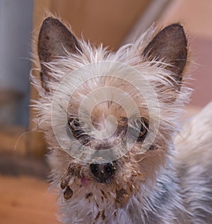 Portrait of a dog with a dirty face